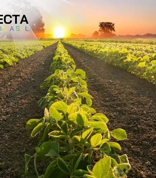 Calendário da Soja por Região (2025): janela ideal de plantio e colheita