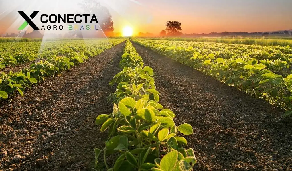 Calendário da Soja por Região (2025): janela ideal de plantio e colheita