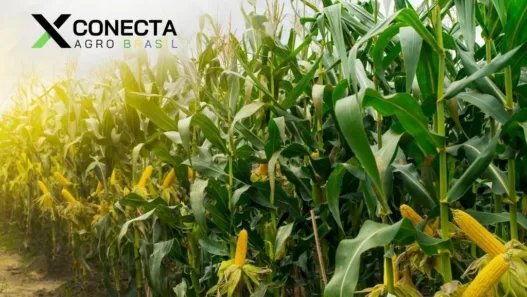 Milho para Grão x Silagem: Híbridos, Corte e Rentabilidade