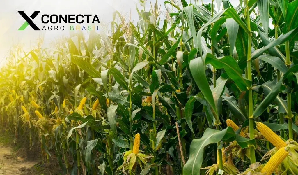 Milho para Grão x Silagem: Híbridos, Corte e Rentabilidade
