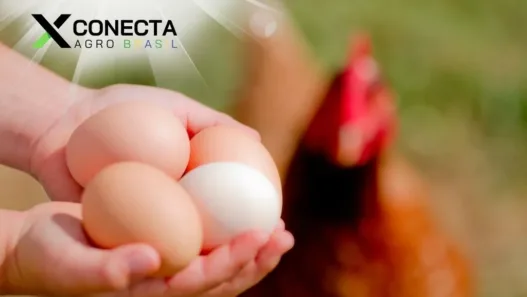 Ovo Caipira x Ovo Industrial: Qual a Diferença e Por Que Escolher o Primeiro?