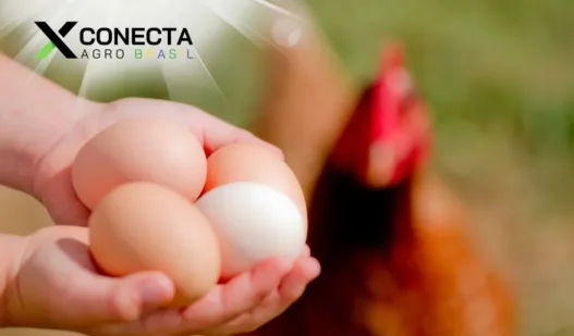 Ovo Caipira x Ovo Industrial: Qual a Diferença e Por Que Escolher o Primeiro?