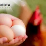 Ovo Caipira x Ovo Industrial: Qual a Diferença e Por Que Escolher o Primeiro?