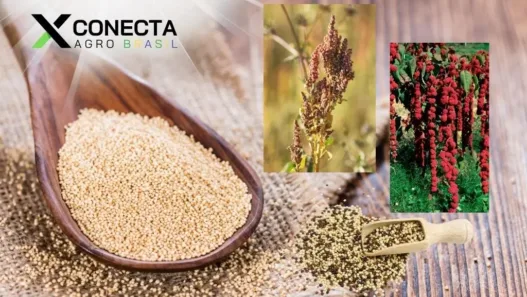 Quinoa e Amaranto: Nichos Lucrativos em Pequenas Áreas