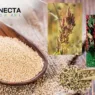 Quinoa e Amaranto: Nichos Lucrativos em Pequenas Áreas