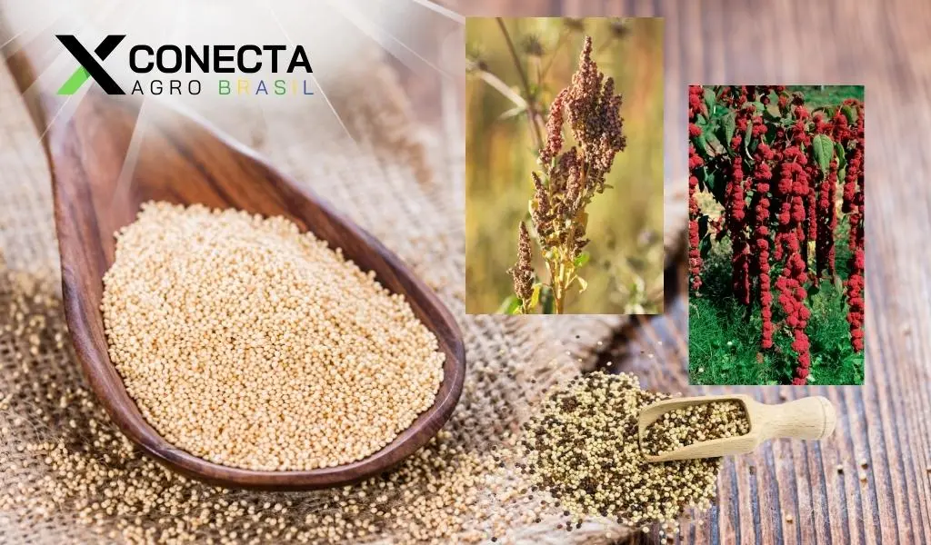 Quinoa e Amaranto: Nichos Lucrativos em Pequenas Áreas
