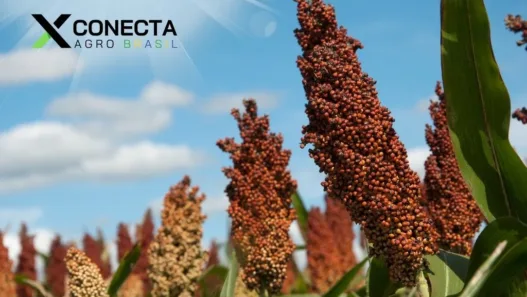 Sorgo Forrageiro: Quando Entra Melhor que o Milho?