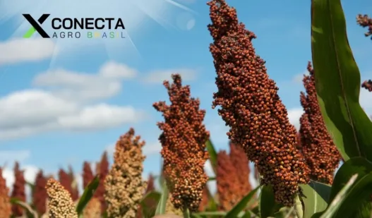 Sorgo Forrageiro: Quando Entra Melhor que o Milho?