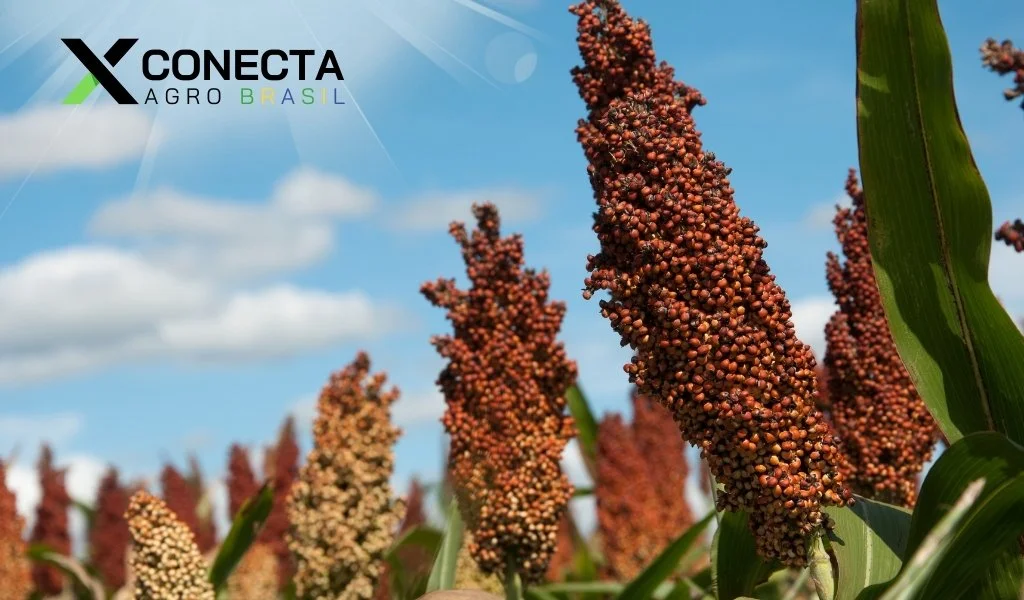 Sorgo Forrageiro: Quando Entra Melhor que o Milho?