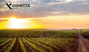 Cana-de-Açúcar: Produtividade por Estado (Ranking 2025)