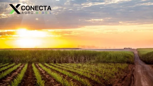 Cana-de-Açúcar: Produtividade por Estado (Ranking 2025)