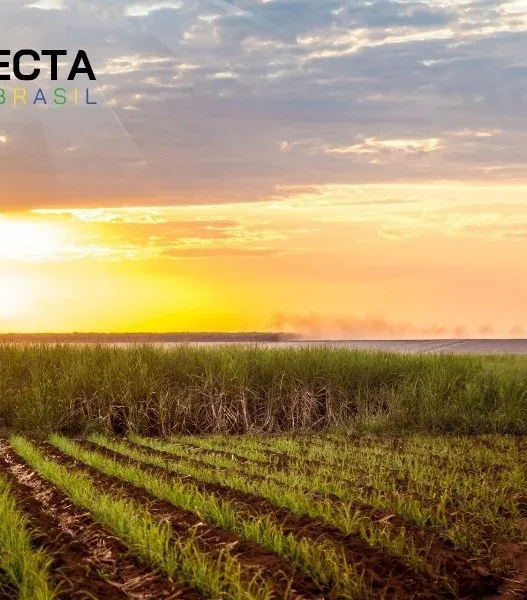 Cana-de-Açúcar: Produtividade por Estado (Ranking 2025)