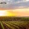 Cana-de-Açúcar: Produtividade por Estado (Ranking 2025)