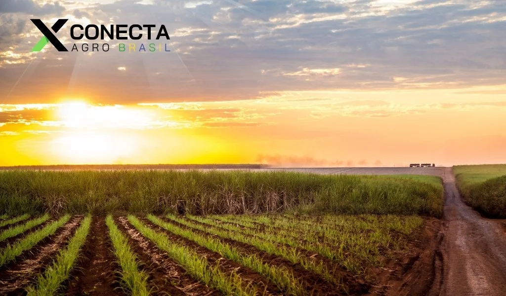 Cana-de-Açúcar: Produtividade por Estado (Ranking 2025)