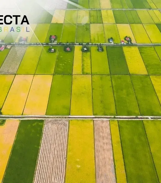 Rotação de culturas: por que isso deixa a terra “descansada” e mais produtiva?