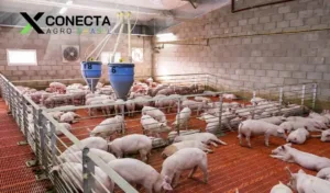 Criação de porcos em pequena escala: negócio rentável para 2026?