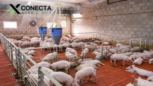 Criação de porcos em pequena escala: negócio rentável para 2026?