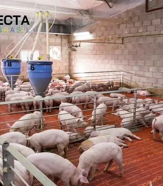 Criação de porcos em pequena escala: negócio rentável para 2026?