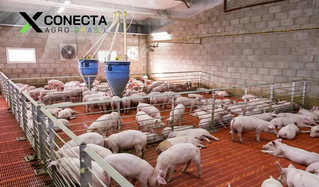 Criação de porcos em pequena escala: negócio rentável para 2026?