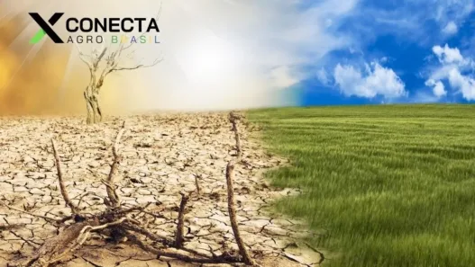 La Niña 2025: o que muda no campo e na sua feira