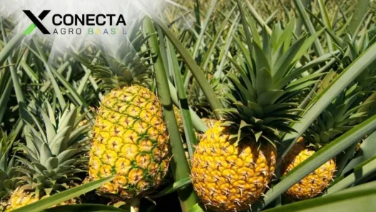 Os Maiores Produtores de Abacaxi no Brasil