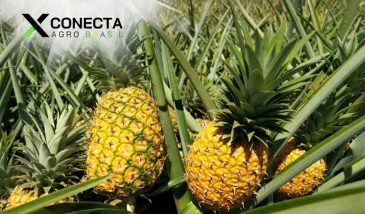 Os Maiores Produtores de Abacaxi no Brasil