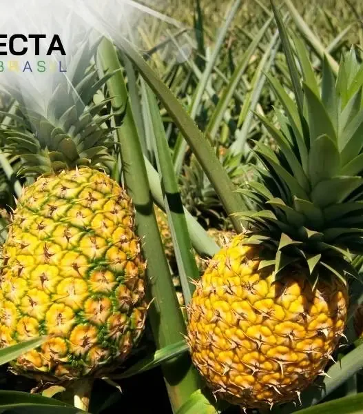 Os Maiores Produtores de Abacaxi no Brasil