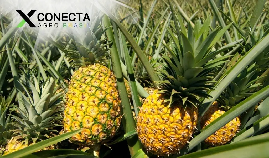 Os Maiores Produtores de Abacaxi no Brasil