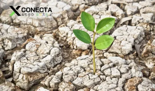 Culturas mais resistentes à seca ganham espaço no Brasil