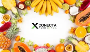 As frutas mais exportadas pelo Brasil em 2025