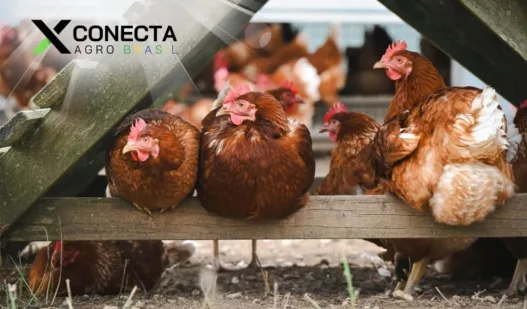 Por que a Criação de Galinha Caipira Está Bombando Entre Pequenos Produtores?