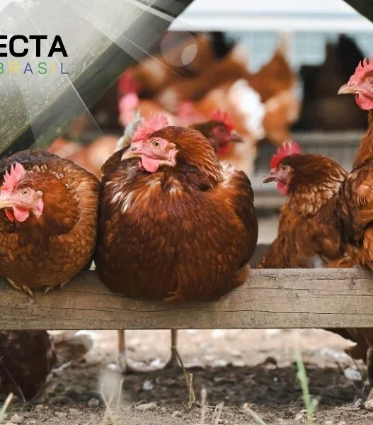 Por que a Criação de Galinha Caipira Está Bombando Entre Pequenos Produtores?