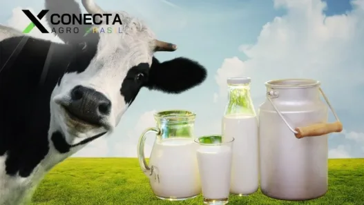 Leite com mais qualidade começa no manejo do campo