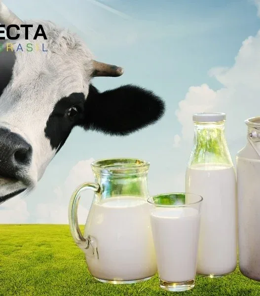 Leite com mais qualidade começa no manejo do campo