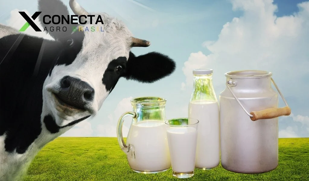 Leite com mais qualidade começa no manejo do campo