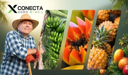 Plantas que crescem o ano todo e garantem renda estável ao produtor