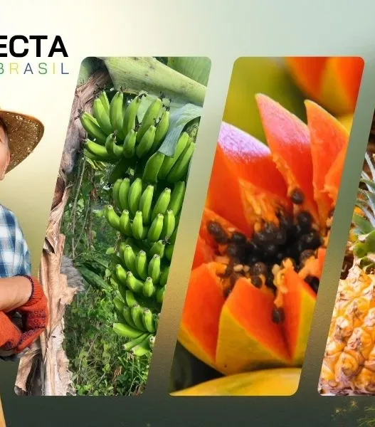 Plantas que crescem o ano todo e garantem renda estável ao produtor