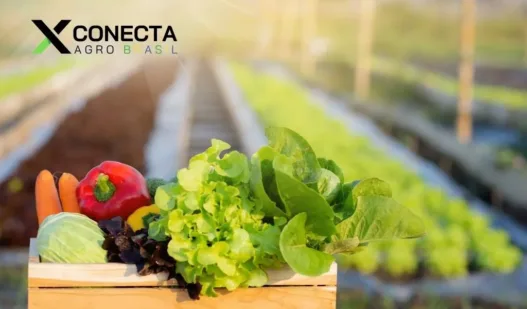 Ranking dos hortifrutis que mais geram lucro em pequenas propriedades