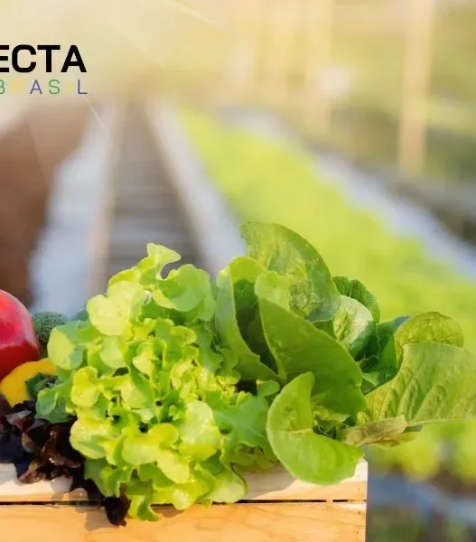 Ranking dos hortifrutis que mais geram lucro em pequenas propriedades