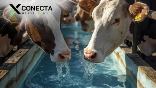 Água no leite: por que a qualidade começa no bebedouro?
