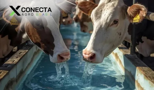 Água no leite: por que a qualidade começa no bebedouro?