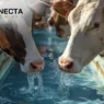 Água no leite: por que a qualidade começa no bebedouro?