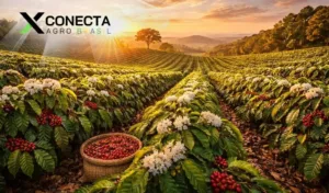 Café em 2026: como o clima mexe com florada e produtividade