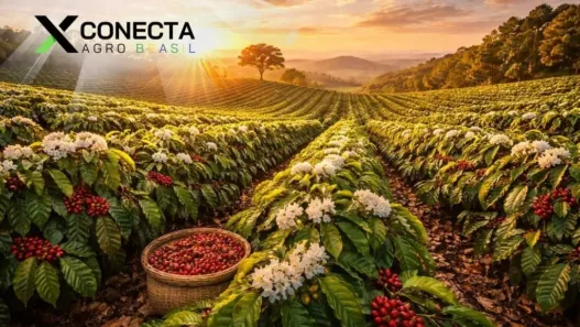 Café em 2026: como o clima mexe com florada e produtividade