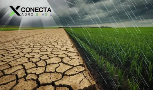 Chuvas irregulares: como ajustar a janela de plantio em 2026?