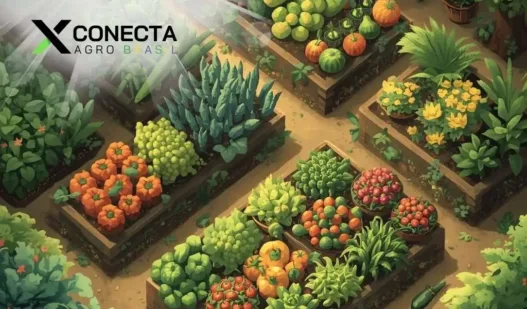 Hortifruti lucrativo: o que plantar em pouca área?