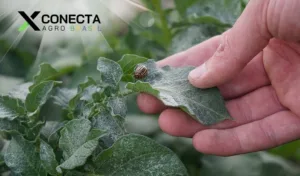 Monitoramento de pragas: armadilhas e decisão por nível