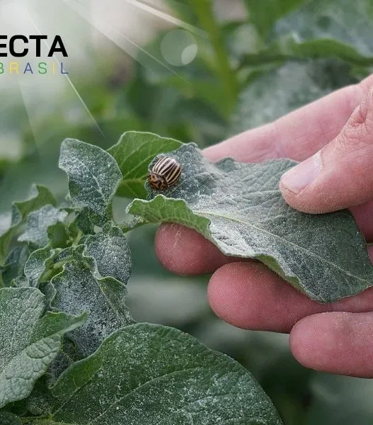 Monitoramento de pragas: armadilhas e decisão por nível