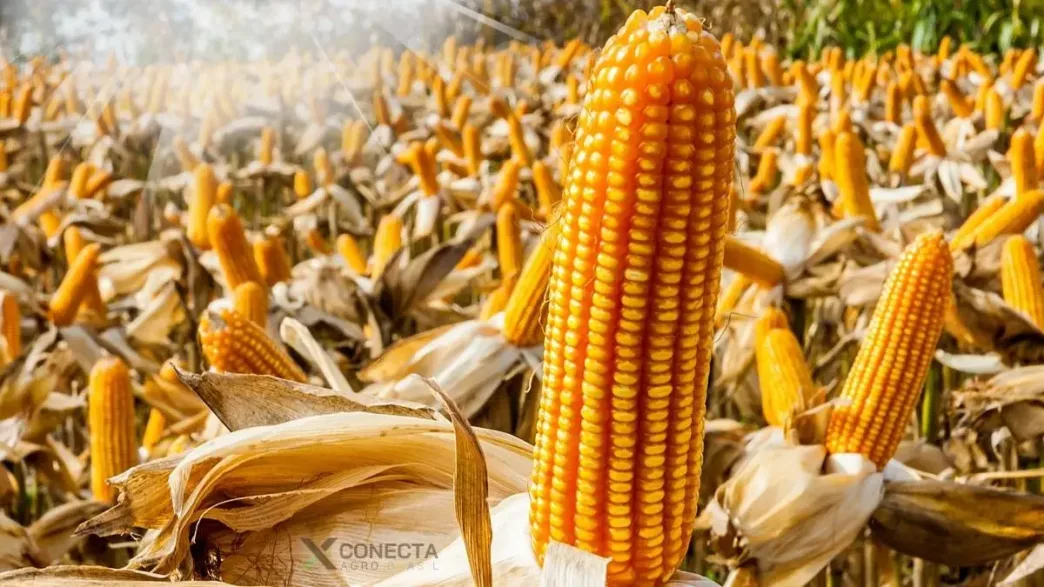 Milho 2026: o que define o teto produtivo na safrinha?