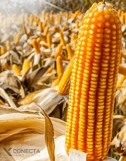 Milho 2026: o que define o teto produtivo na safrinha?